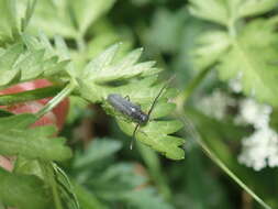 Слика од Phytoecia cylindrica (Linné 1758)