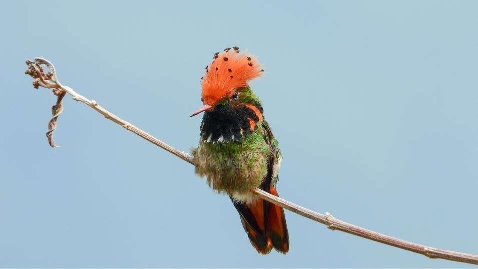 Lophornis stictolophus Salvin, Elliot & DG 1873 resmi