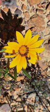 Image of Gazania serrata DC.