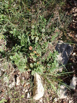 Sivun Teucrium flavum subsp. flavum kuva