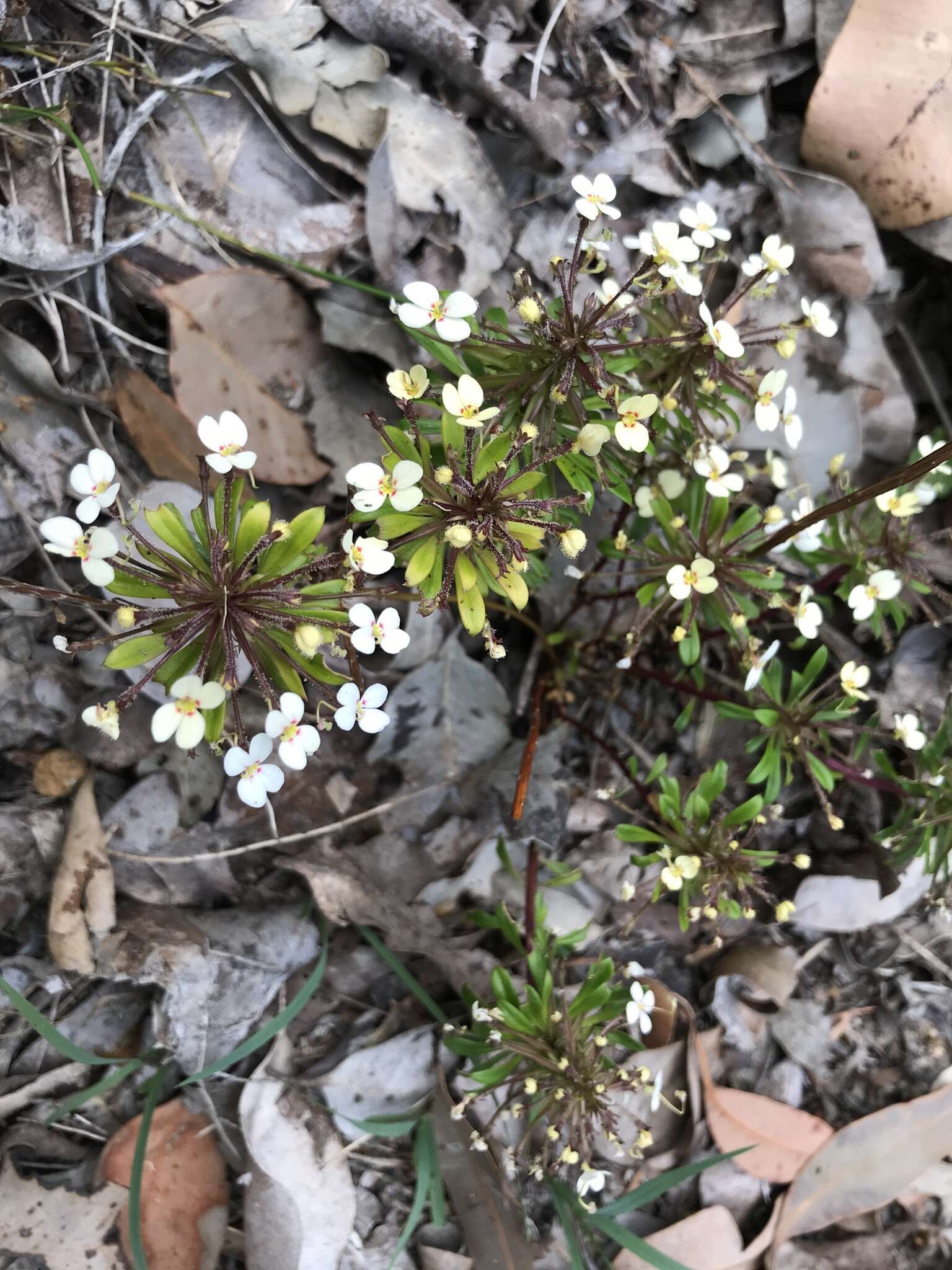 Image of Stylidium rhynchocarpum Sond.