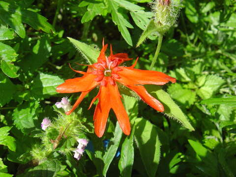 Image de Silene fulgens (Spreng.) E. H. L. Krause