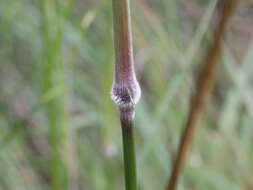 Image of Austrostipa rudis (Spreng.) S. W. L. Jacobs & J. Everett