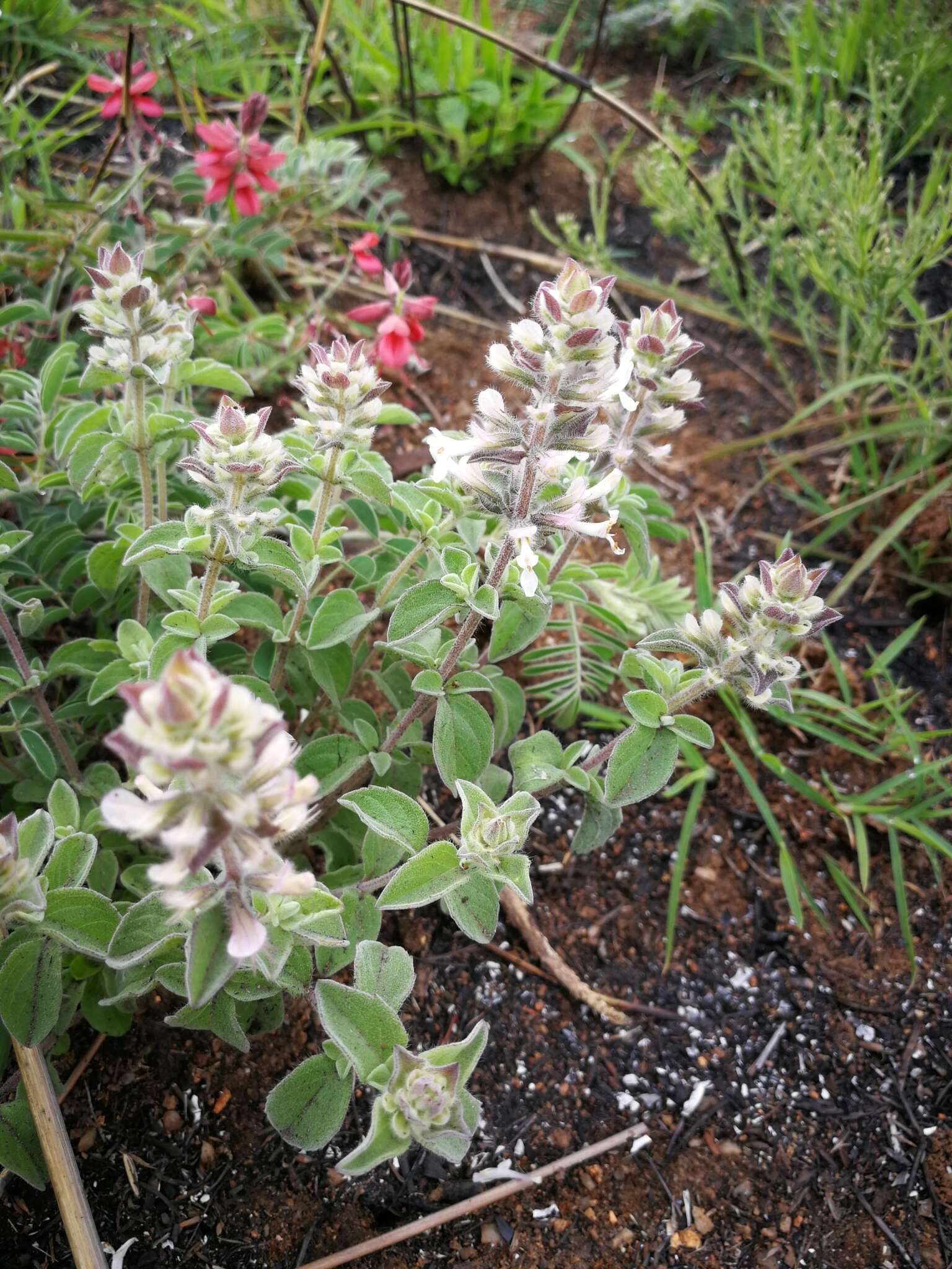 Image of Syncolostemon pretoriae (Gürke) D. F. Otieno