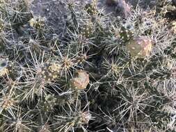 Image of Whipple cholla