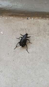 Image of Calosoma (Campalita) maderae (Fabricius 1775)