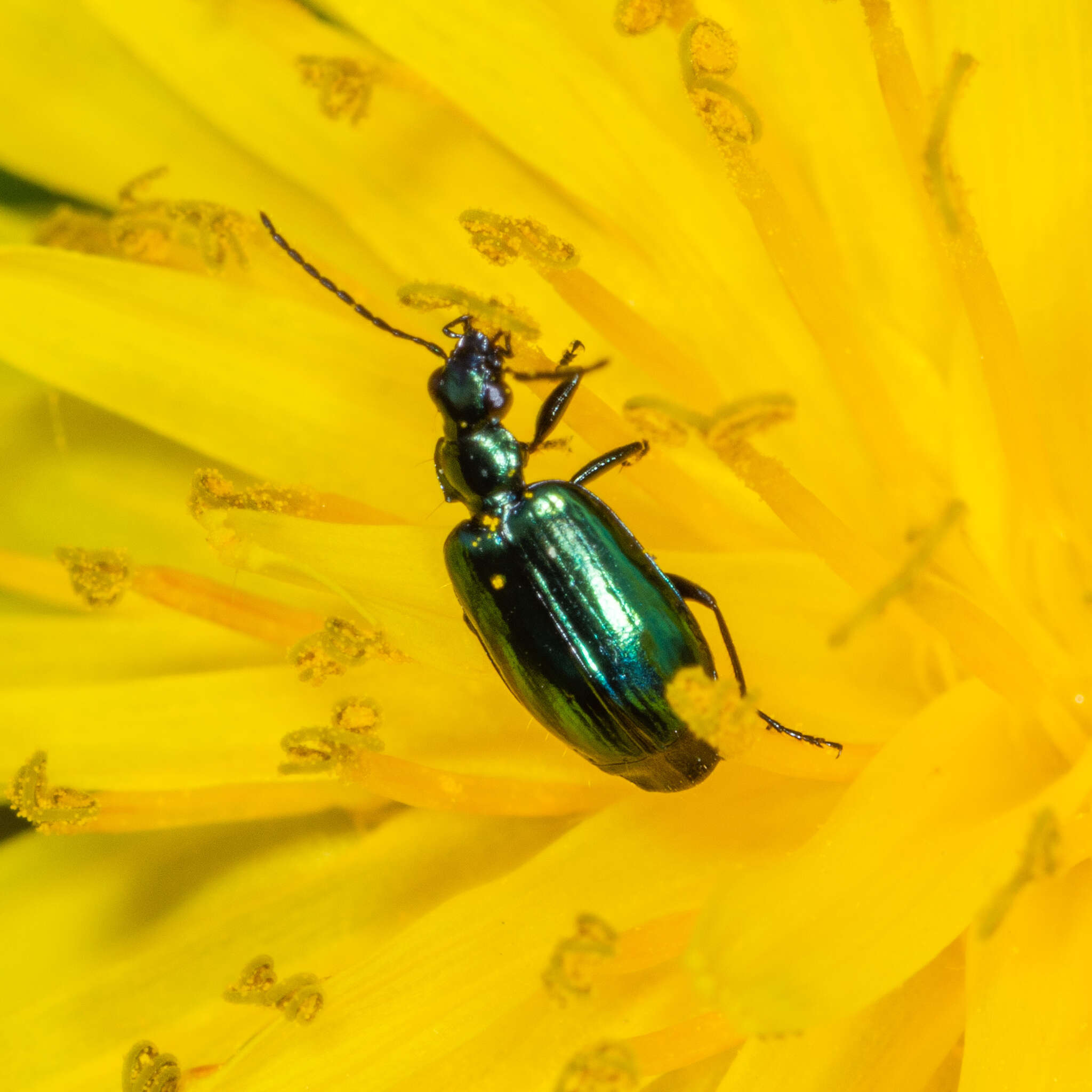 Image of Lebia (Lebia) viridis Say 1823