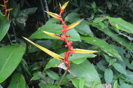 Image of Heliconia richardiana Miq.