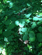 Image of common snowberry