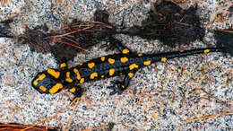 Image of Corsican Fire Salamander