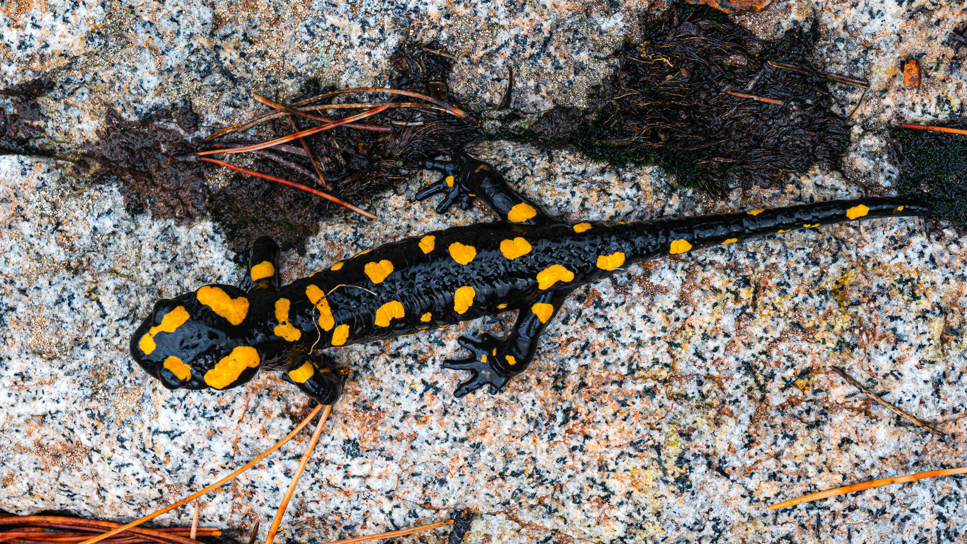 Image of Corsican Fire Salamander