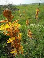 Image of yellow asphodel