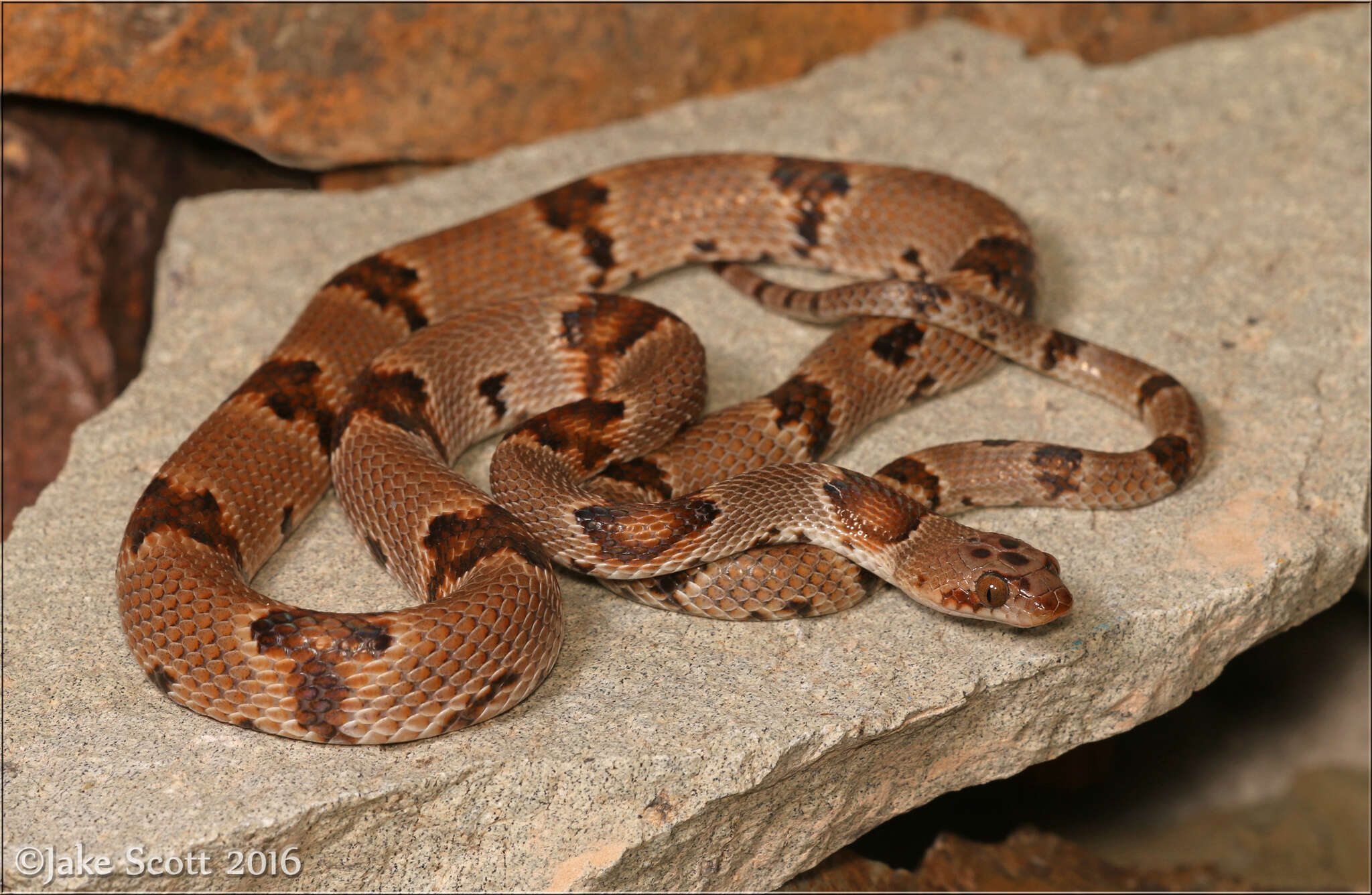 Image of Chihuahuan Desert Lyresnake