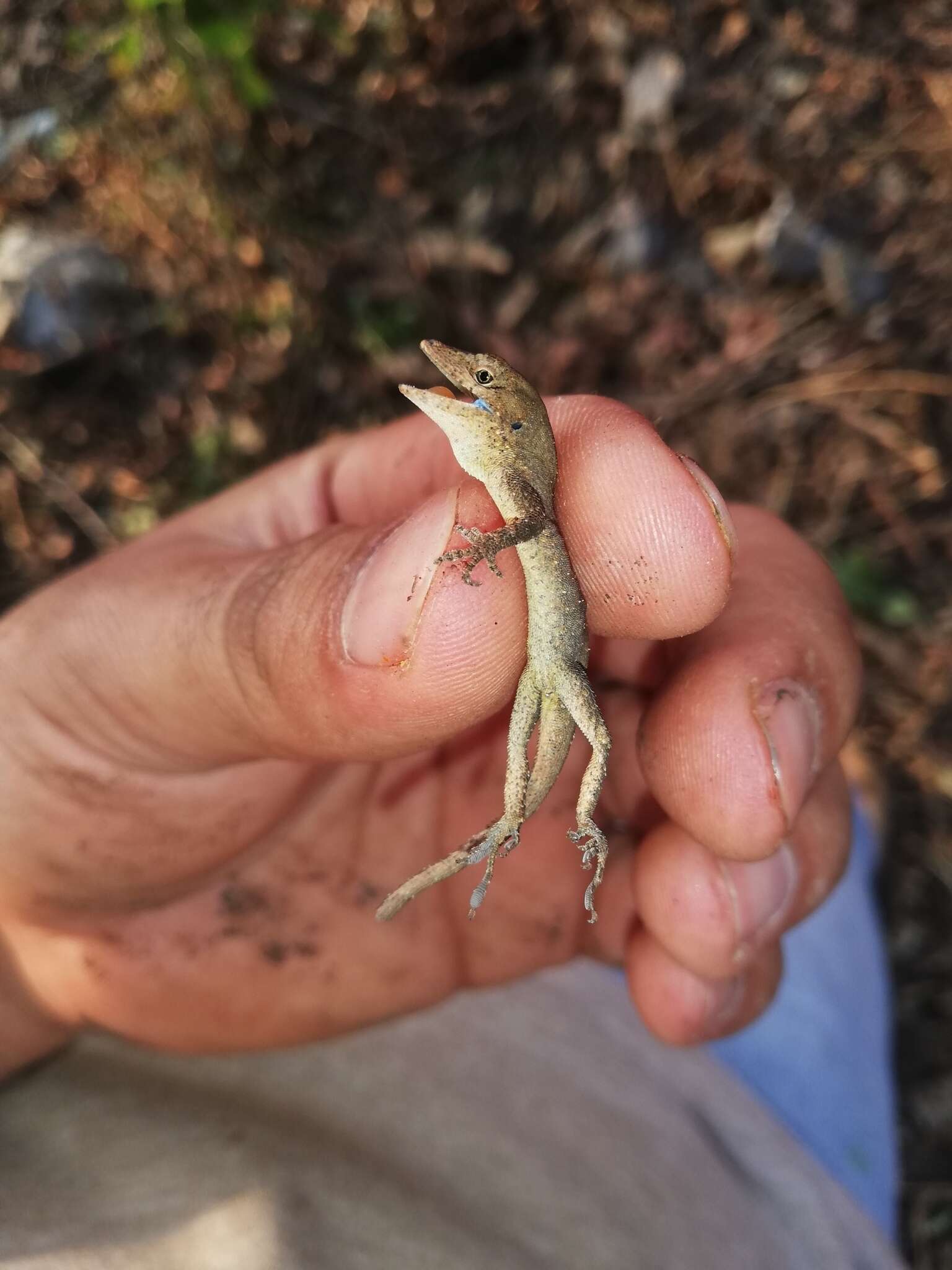 Image of White Anole