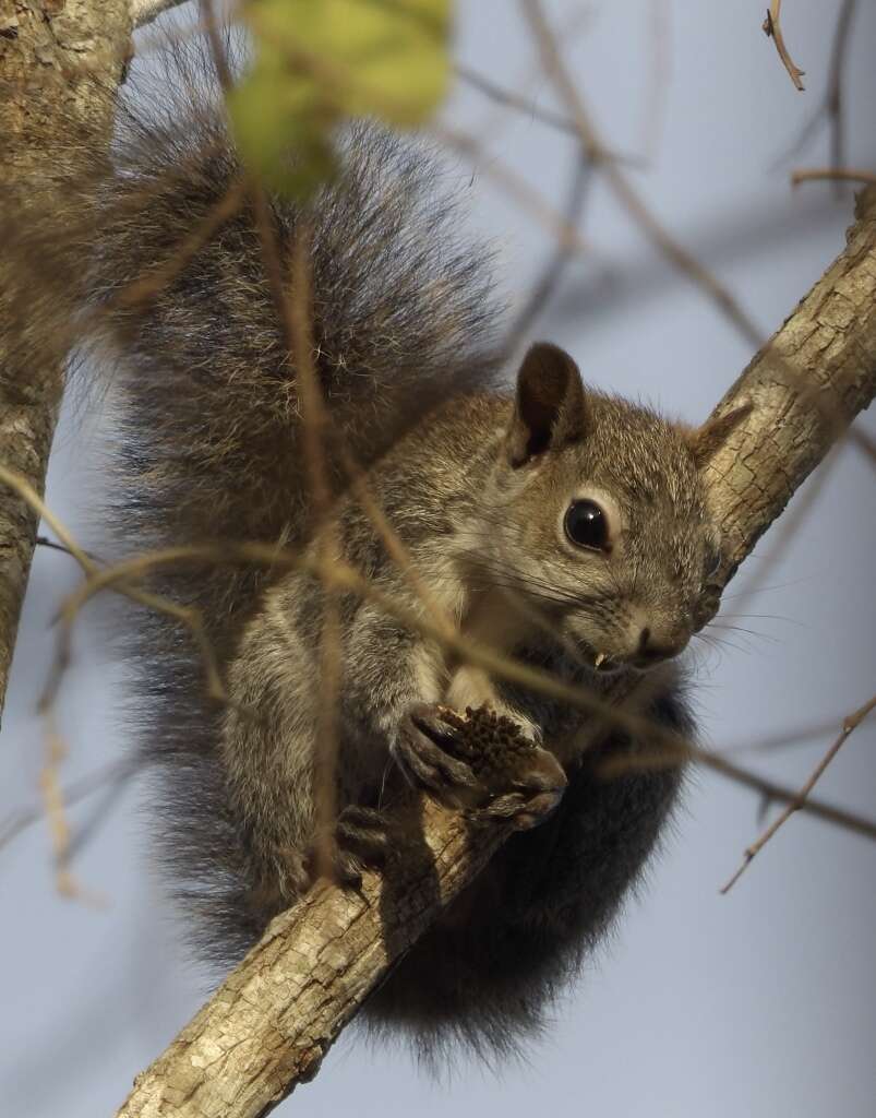 Image of Sciurus colliaei sinaloensis Nelson 1899