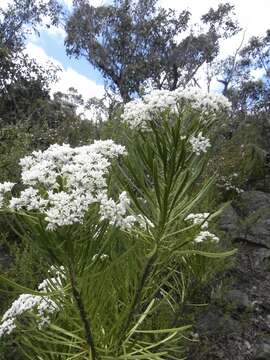 Image of Conospermum mitchellii Meissn.