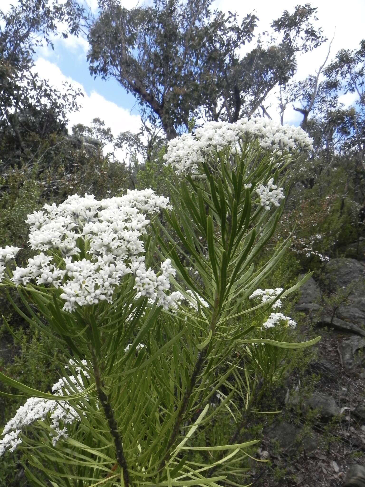 صورة Conospermum mitchellii Meissn.