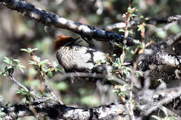 Image of White-browed Tit-Spinetail