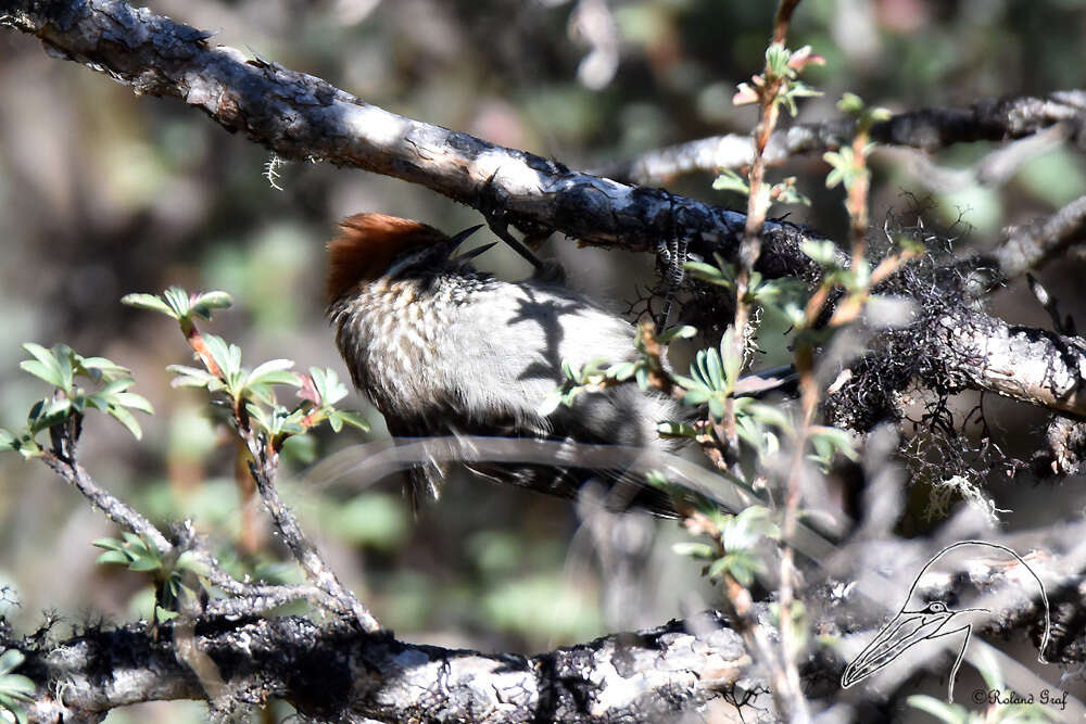 Image of White-browed Tit-Spinetail