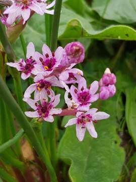 Sivun Wurmbea stricta (Burm. fil.) J. C. Manning & Vinn. kuva