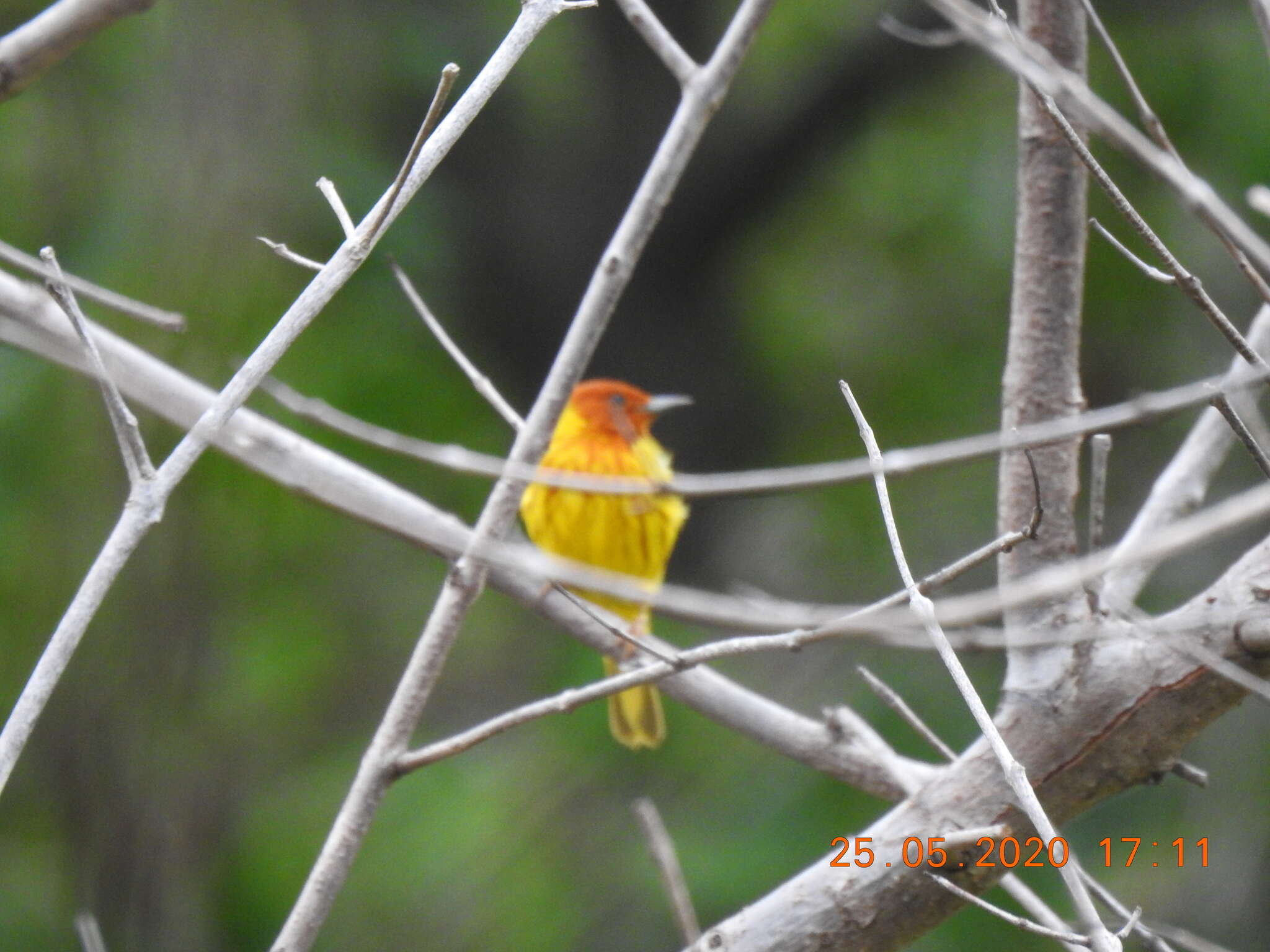 Imagem de Setophaga petechia aequatorialis (Sundevall 1869)