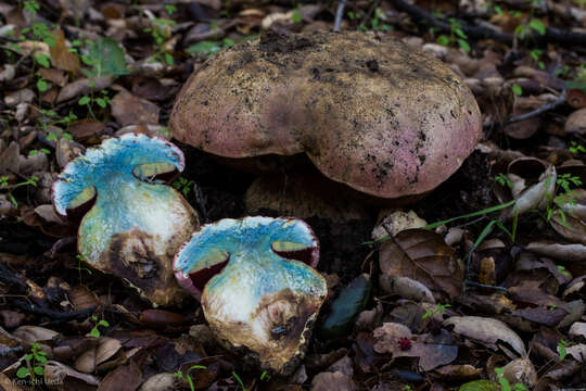 Image of Rubroboletus eastwoodiae (Murrill) Vasquez, Simonini, Svetasheva, Mikšík & Vizzini 2017