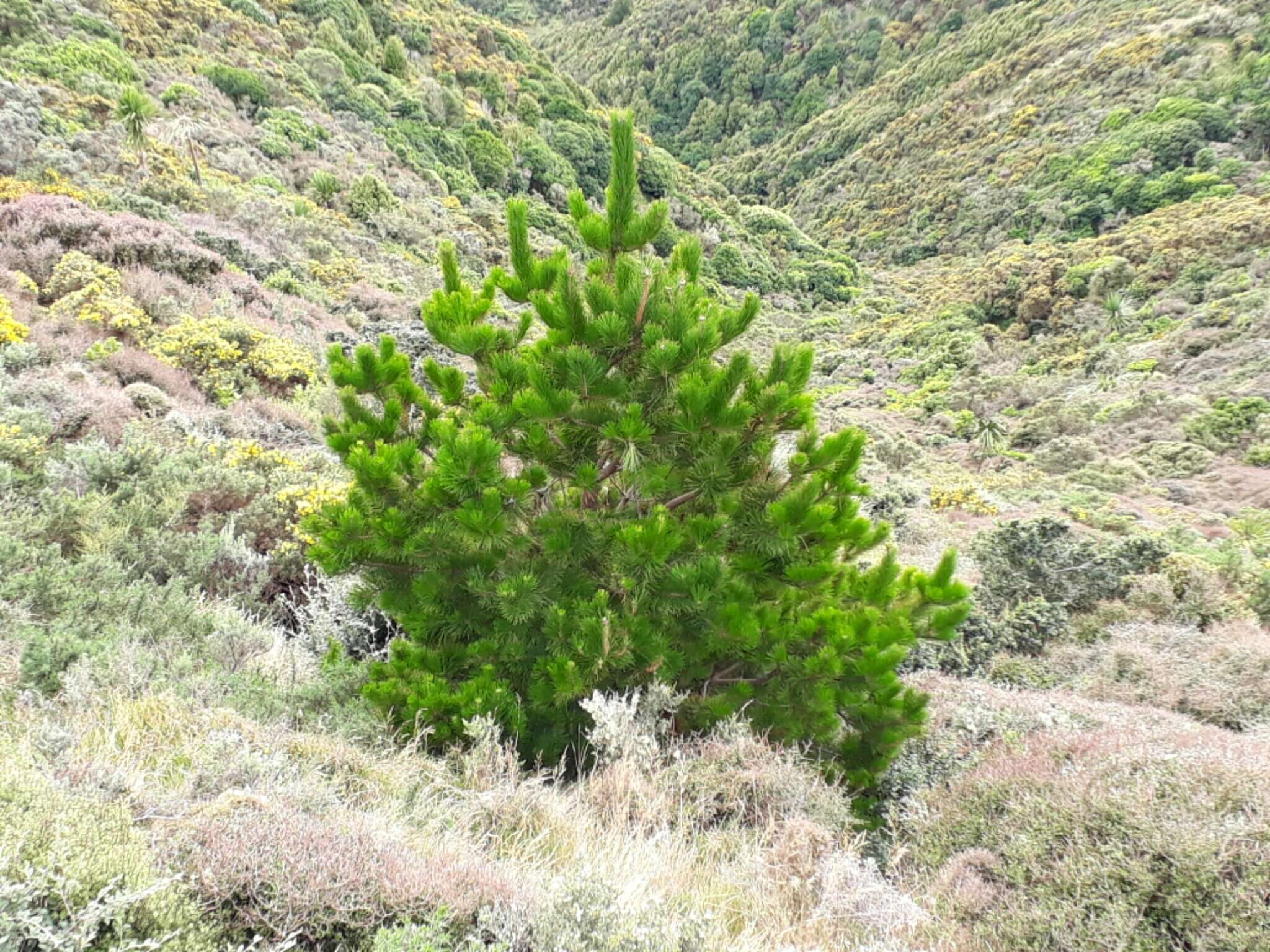 Plancia ëd Pinus radiata D. Don