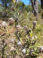 Image of Isopogon sphaerocephalus Lindl.