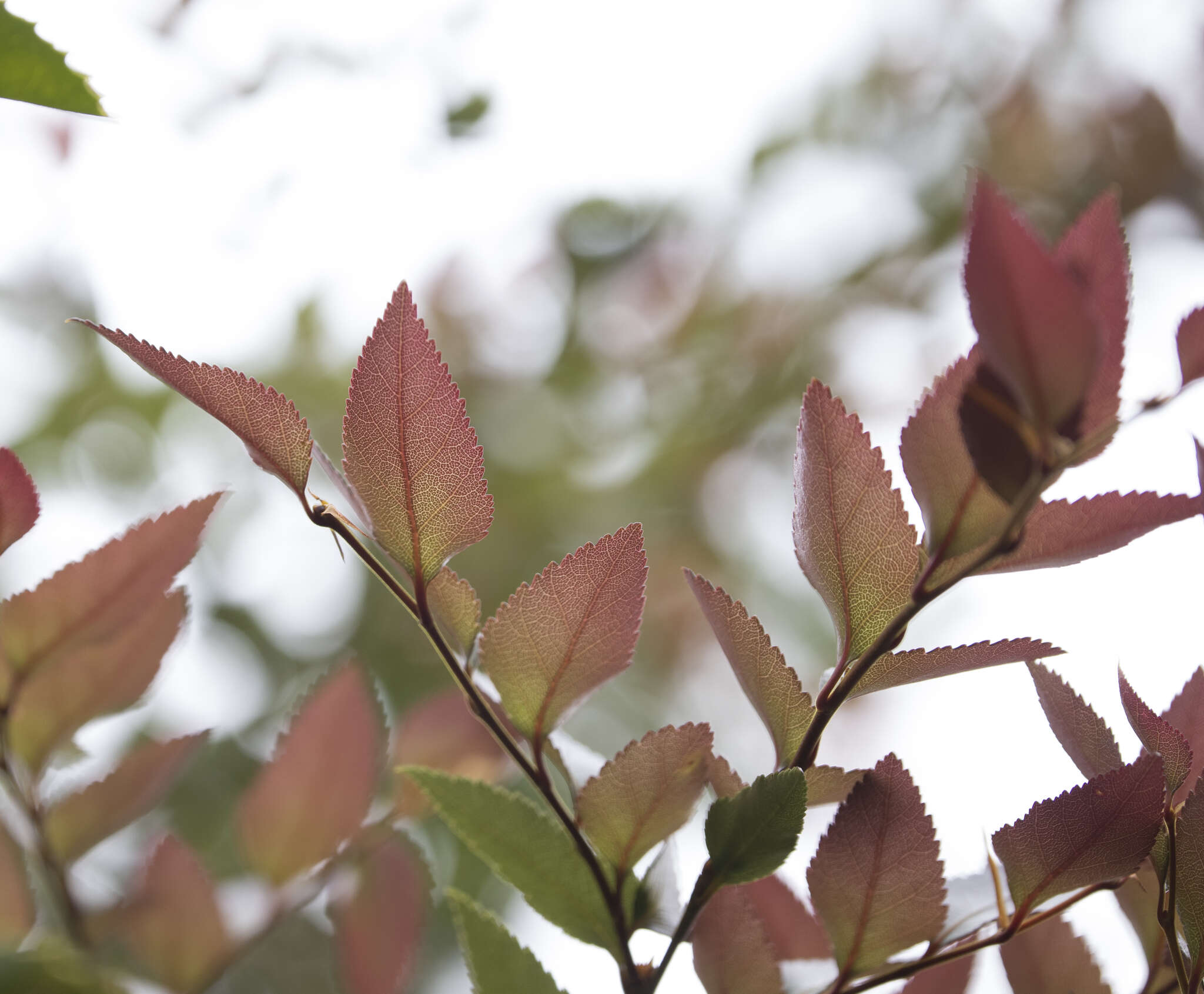 Image of Nothofagus nitida (Phil.) Krasser