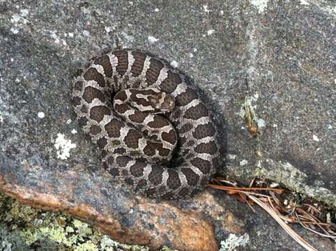 Image of Black massasauga