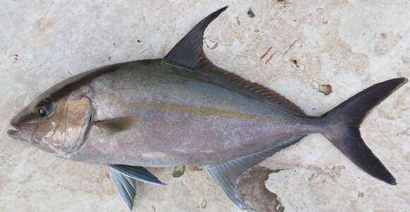 Image of Almaco Amberjack