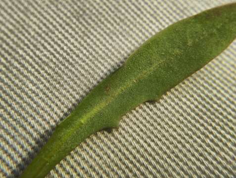 Imagem de Taraxacum bessarabicum (Hornem.) Hand.-Mazz.