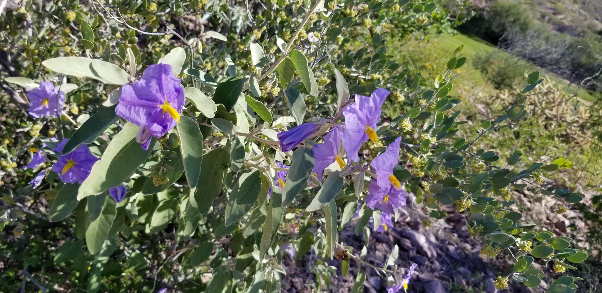 Image of Hinds' nightshade