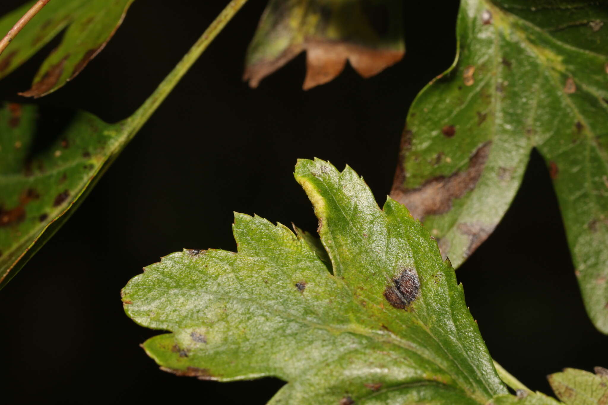 Image of <i>Phyllocoptes goniothorax</i> (Nalepa 1889)