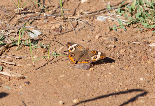 Image of Common buckeye