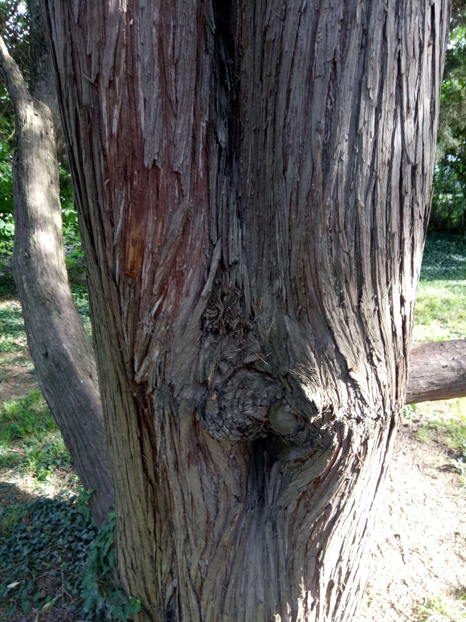 Image of Chinese Juniper