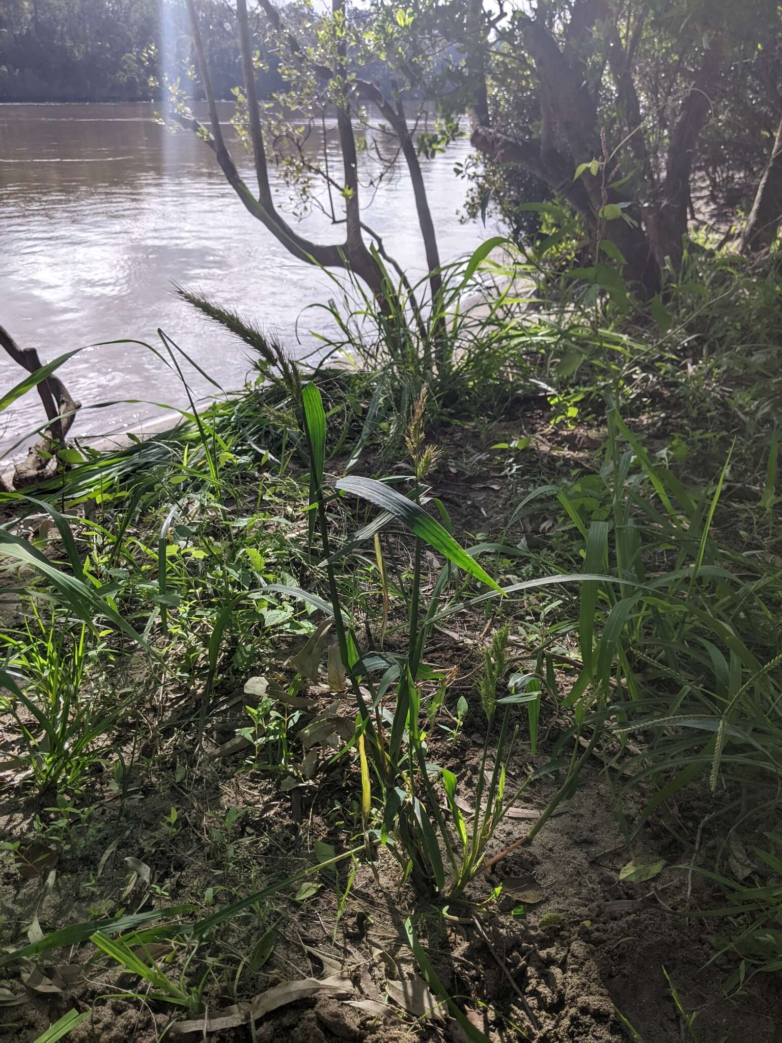 Image of Echinochloa telmatophila Michael & Vickery