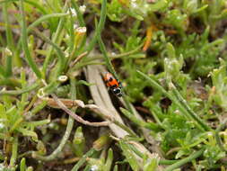 Image of Eriopis eschscholtzii Mulsant 1850