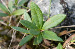 Image of Berberis alpicola C. K. Schneid.