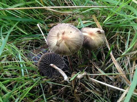 Plancia ëd Psilocybe gallaeciae Guzmán & M. L. Castro 2003