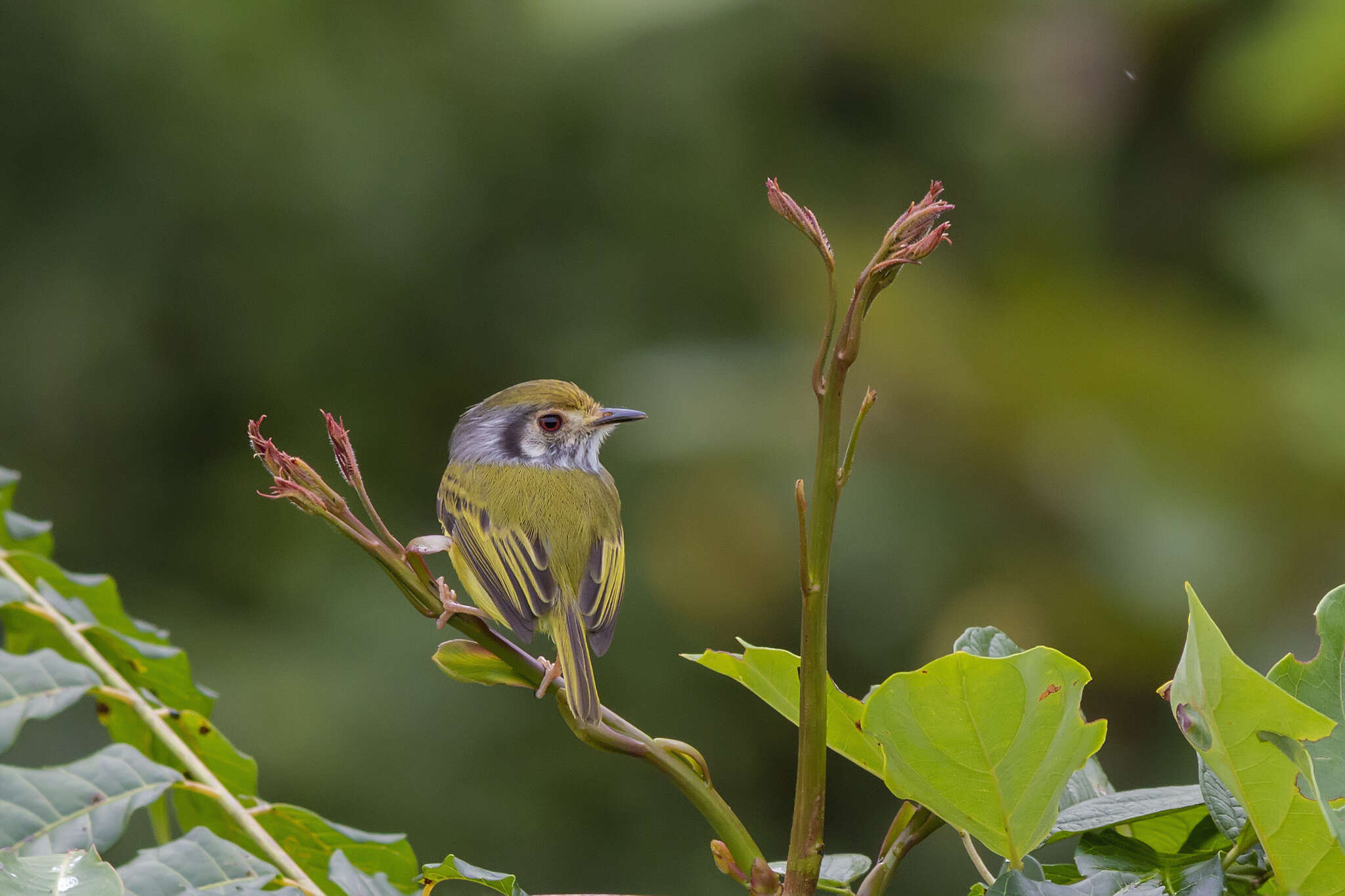 Image of Eared Pygmy Tyrant