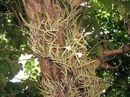 Imagem de Brassavola grandiflora Lindl.