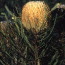 Image of Banksia hookeriana Meissn.