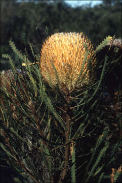 Image of Banksia hookeriana Meissn.