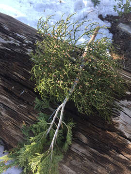 Image of incense cedar mistletoe