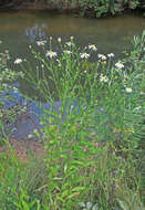 Image of Aster incisus Fisch.