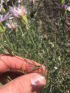 Image of Brewer's fleabane