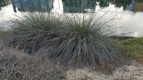 Image of spiny rush