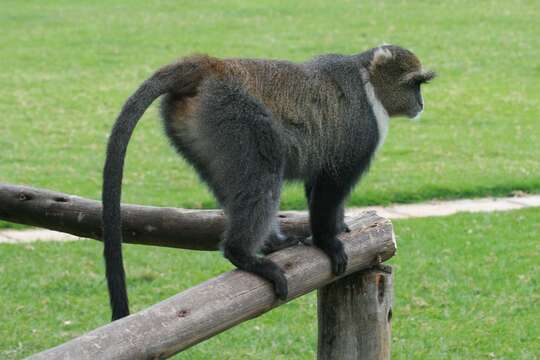 صورة Cercopithecus mitis kolbi Neumann 1902