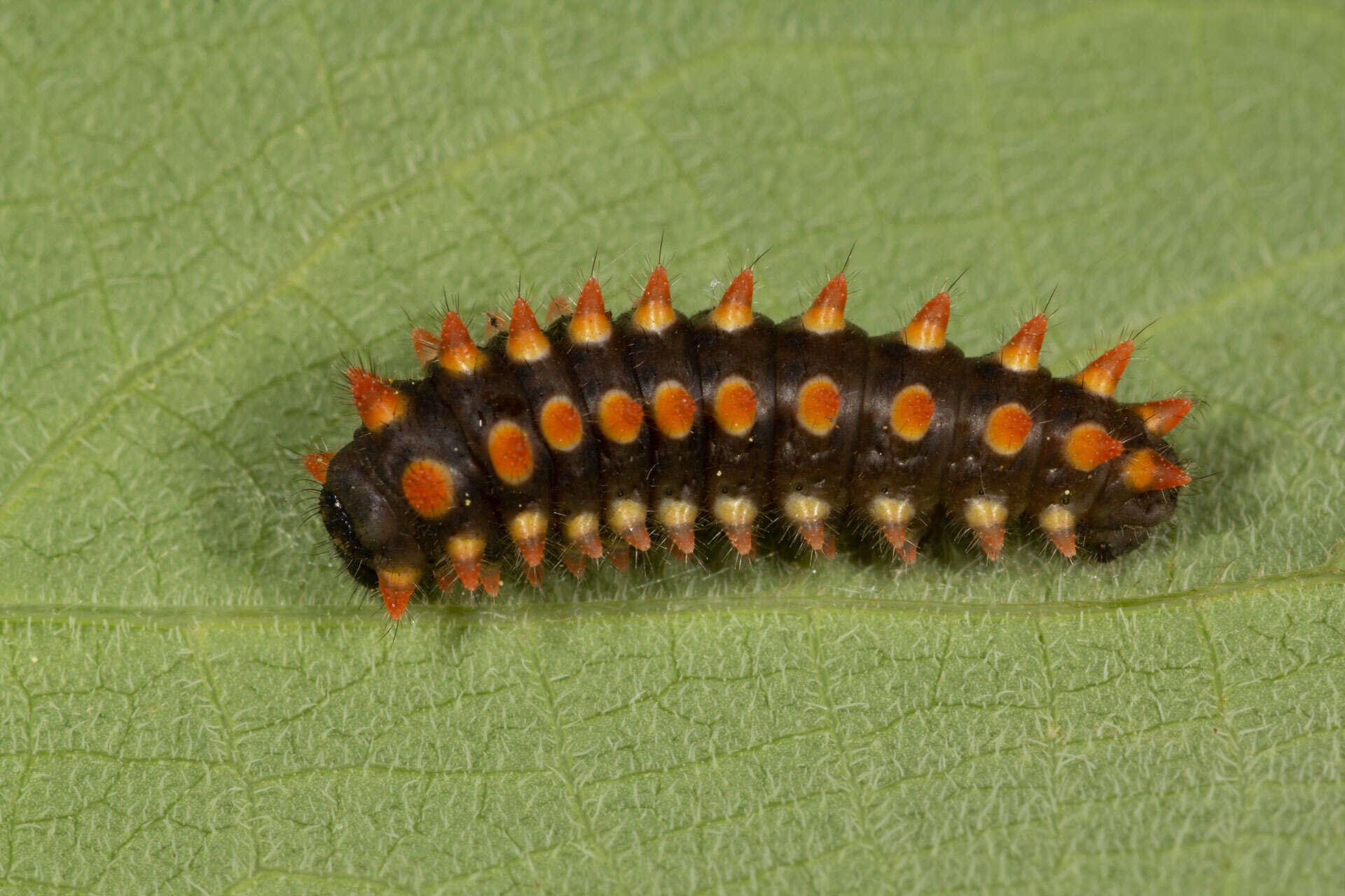 Image of Zerynthia caucasica (Lederer 1864)